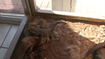 This golden-haired bombshell came in plus came 'round leave